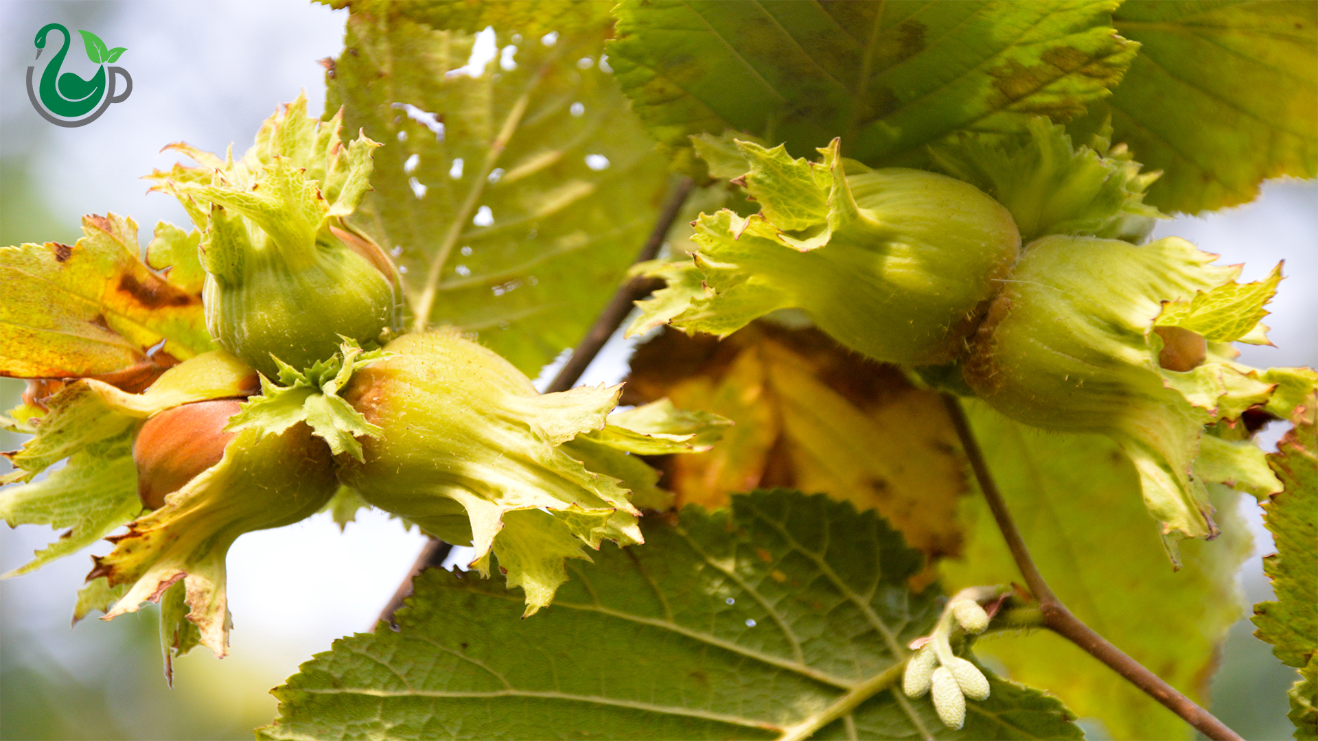 خواص روغن فندق نیوشا
